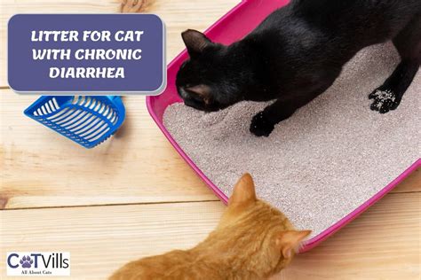 best litter for cat|best cat litter for diarrhea.